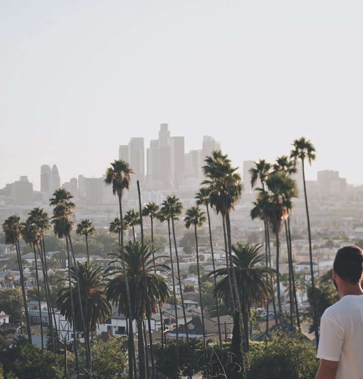 Los Angeles palm trees